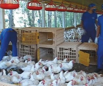 6ª Câmara do TRT-SC mantém condenação de frigorífico por uso de trabalho infantil em aviários na reg