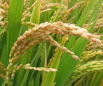 Impasse na negociação do arroz